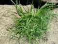 Cyperus michelianus